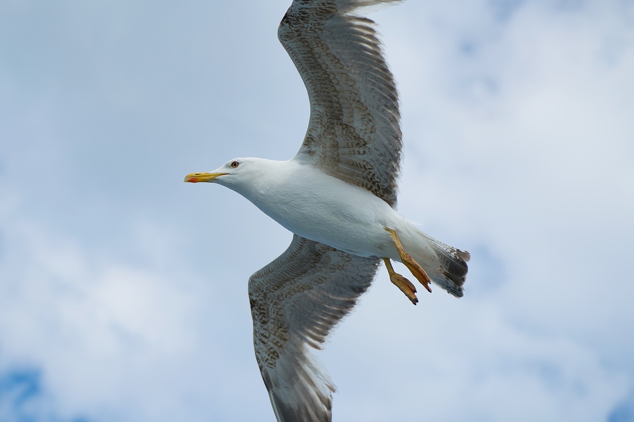 seagull bird birds free photo