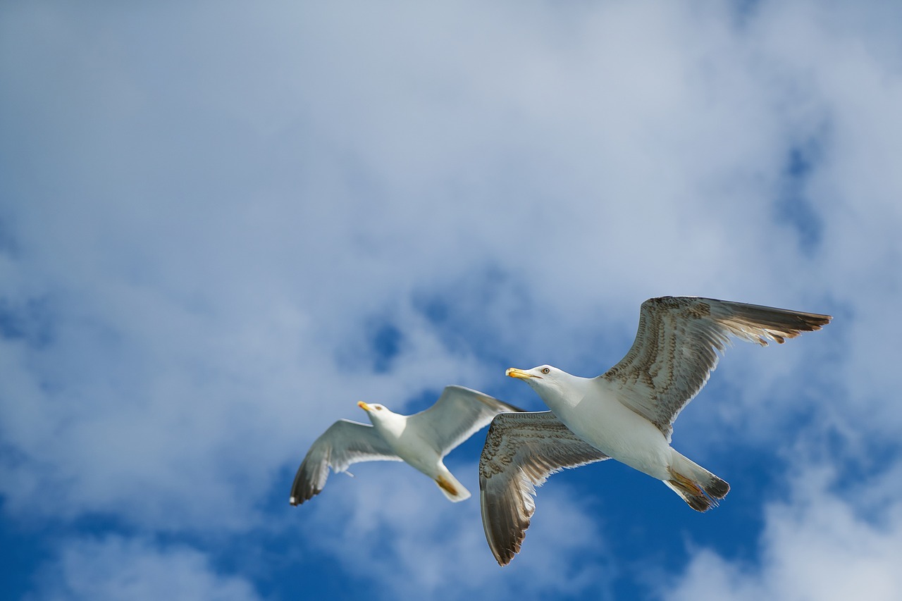 seagull bird birds free photo