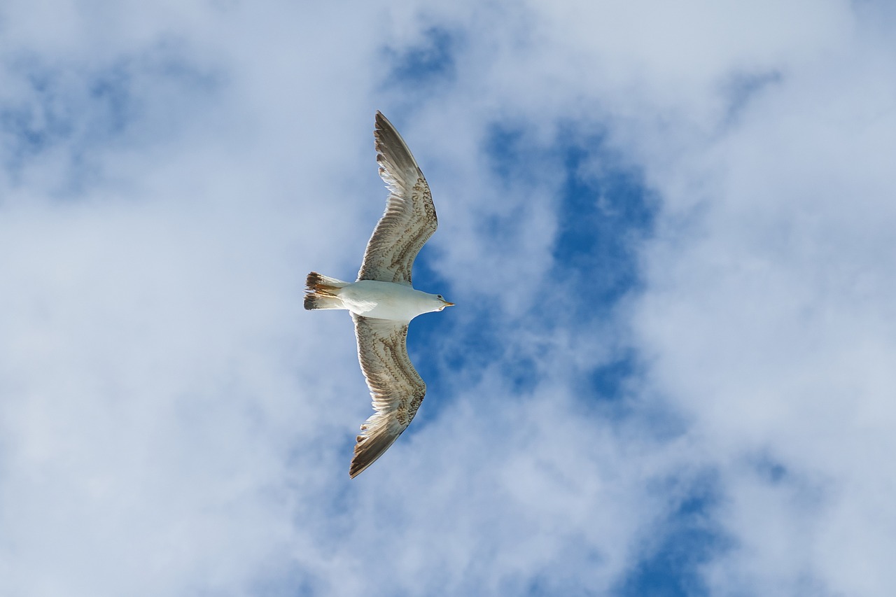 seagull bird birds free photo