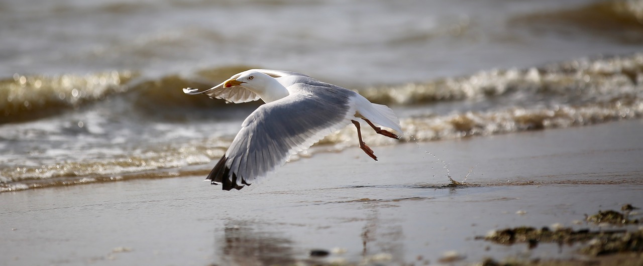 seagull bird birds free photo