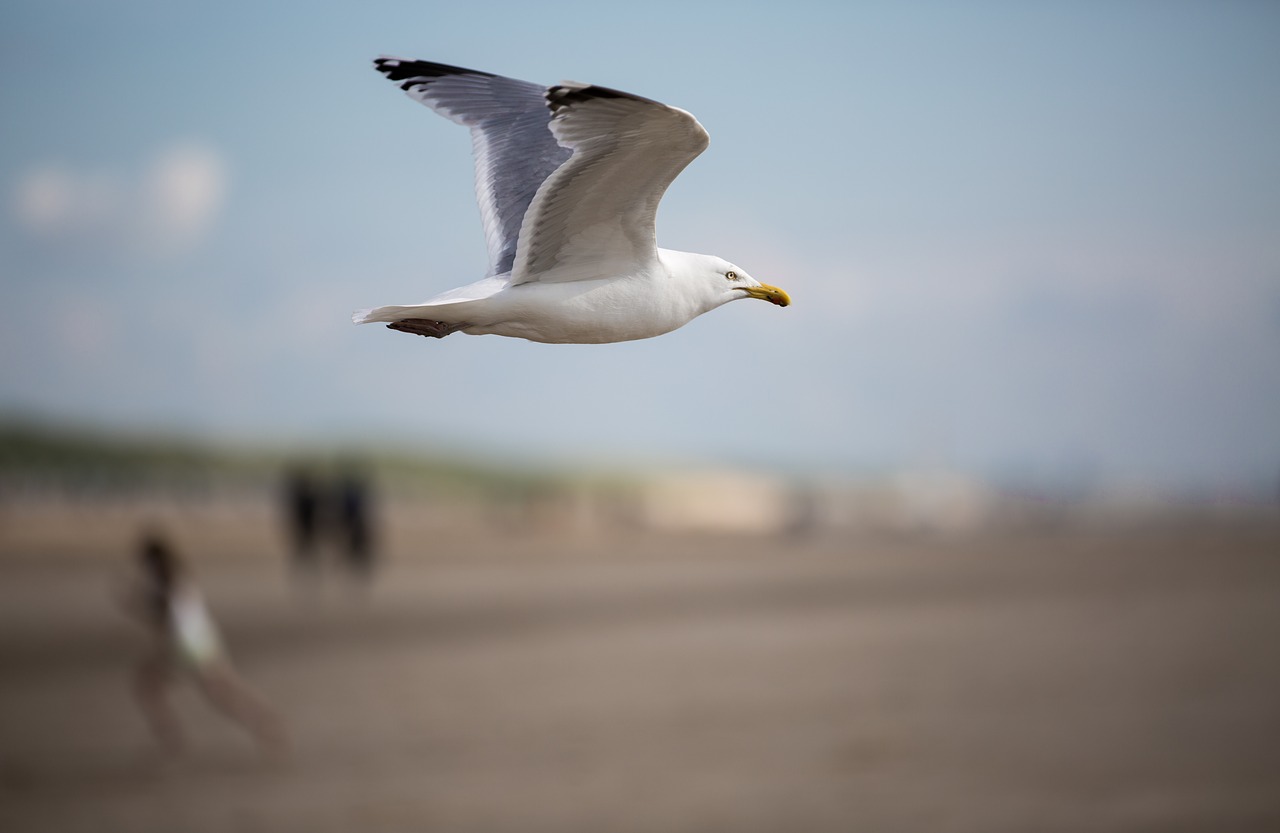 seagull bird birds free photo