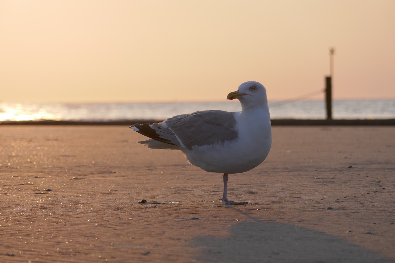 seagull sea seevogel free photo