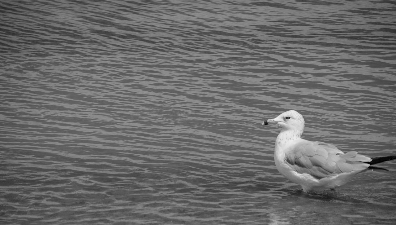 seagull b w black and white free photo