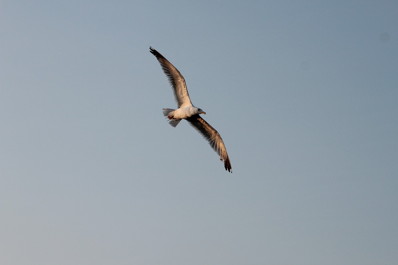 seagull flight bird free photo