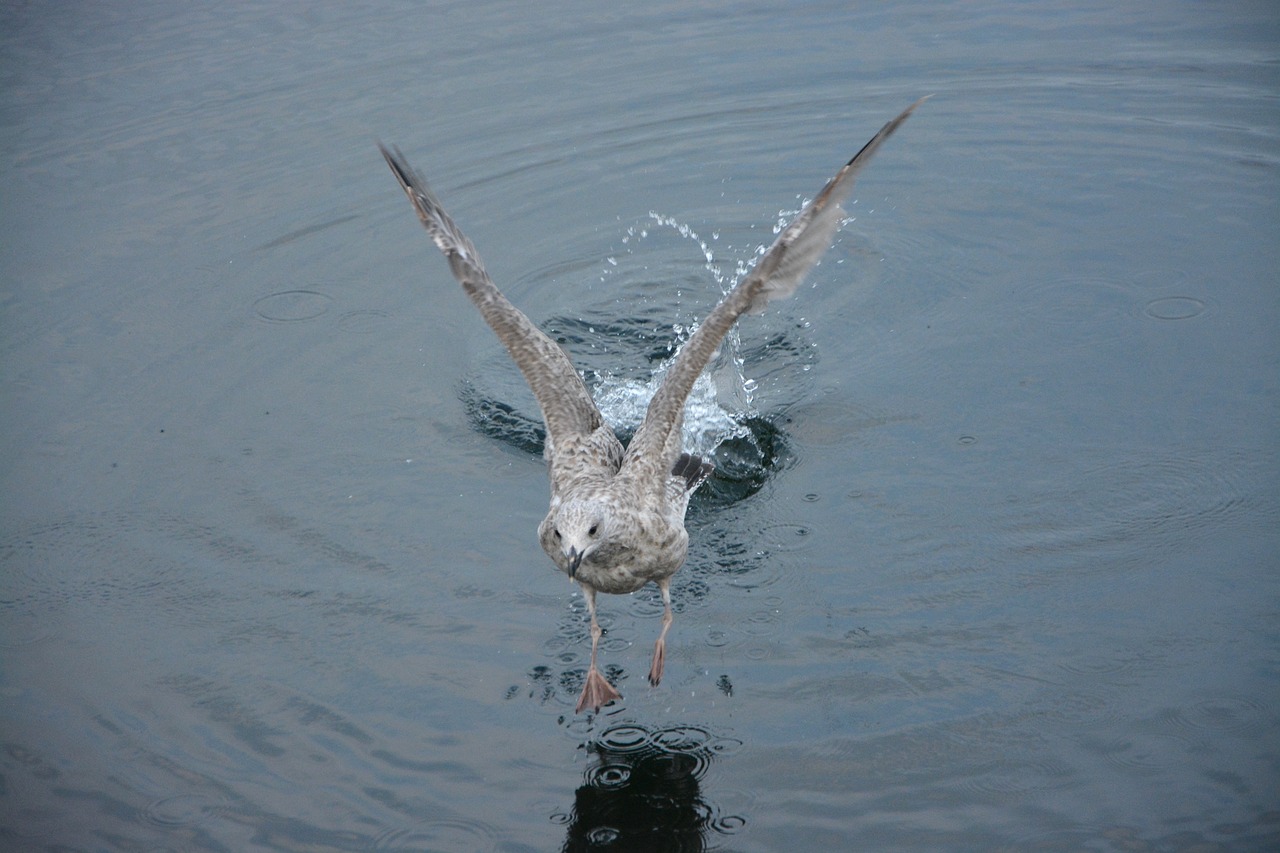 seagull flight bird sea free photo