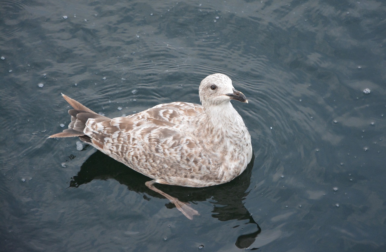 seagull sea feathers free photo