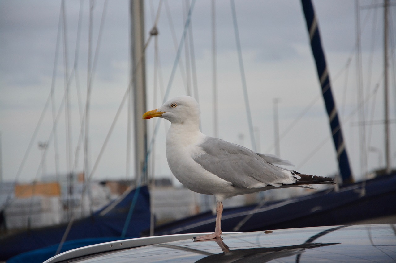 seagull goëland port free photo