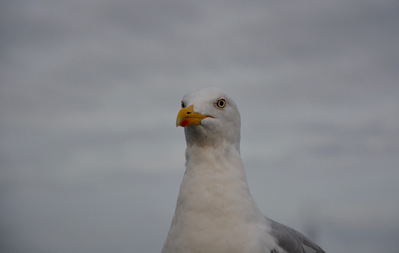 seagull sea seabird free photo