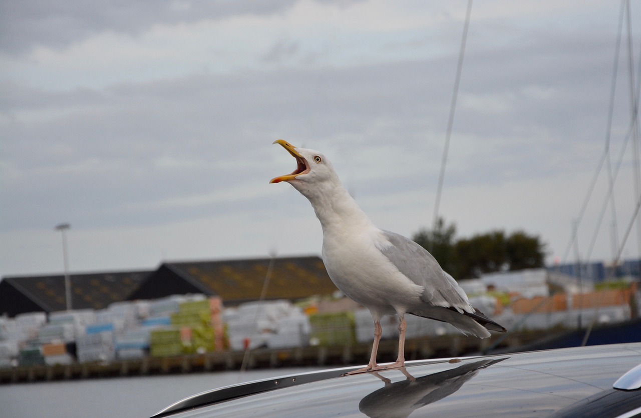 seagull sings seabird free photo
