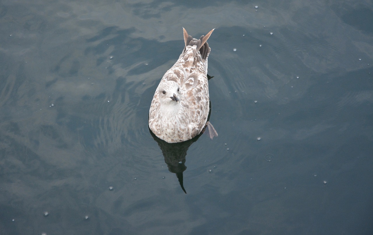 seagull port sea free photo