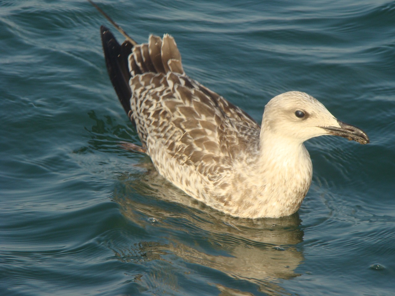 seagull nature bird free photo