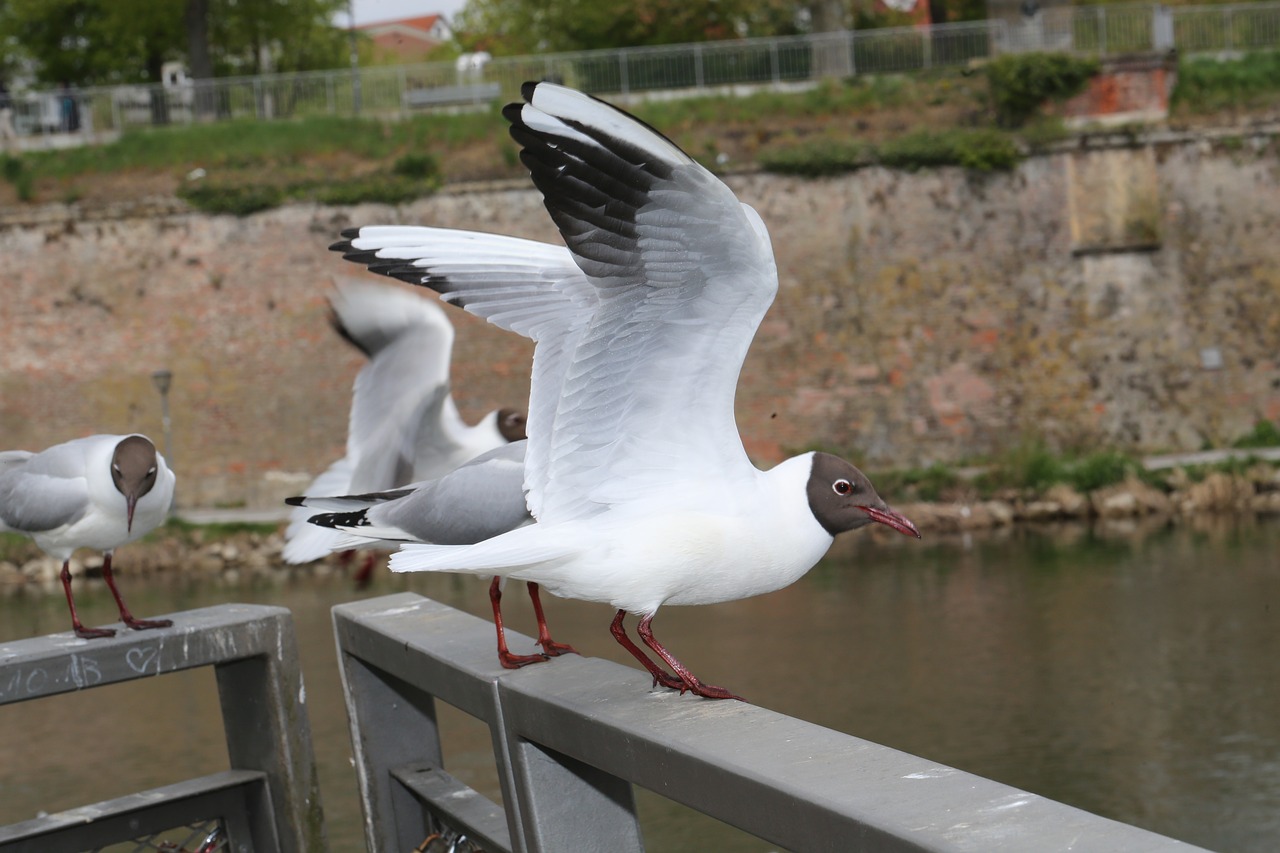 seagull ulm danube free photo