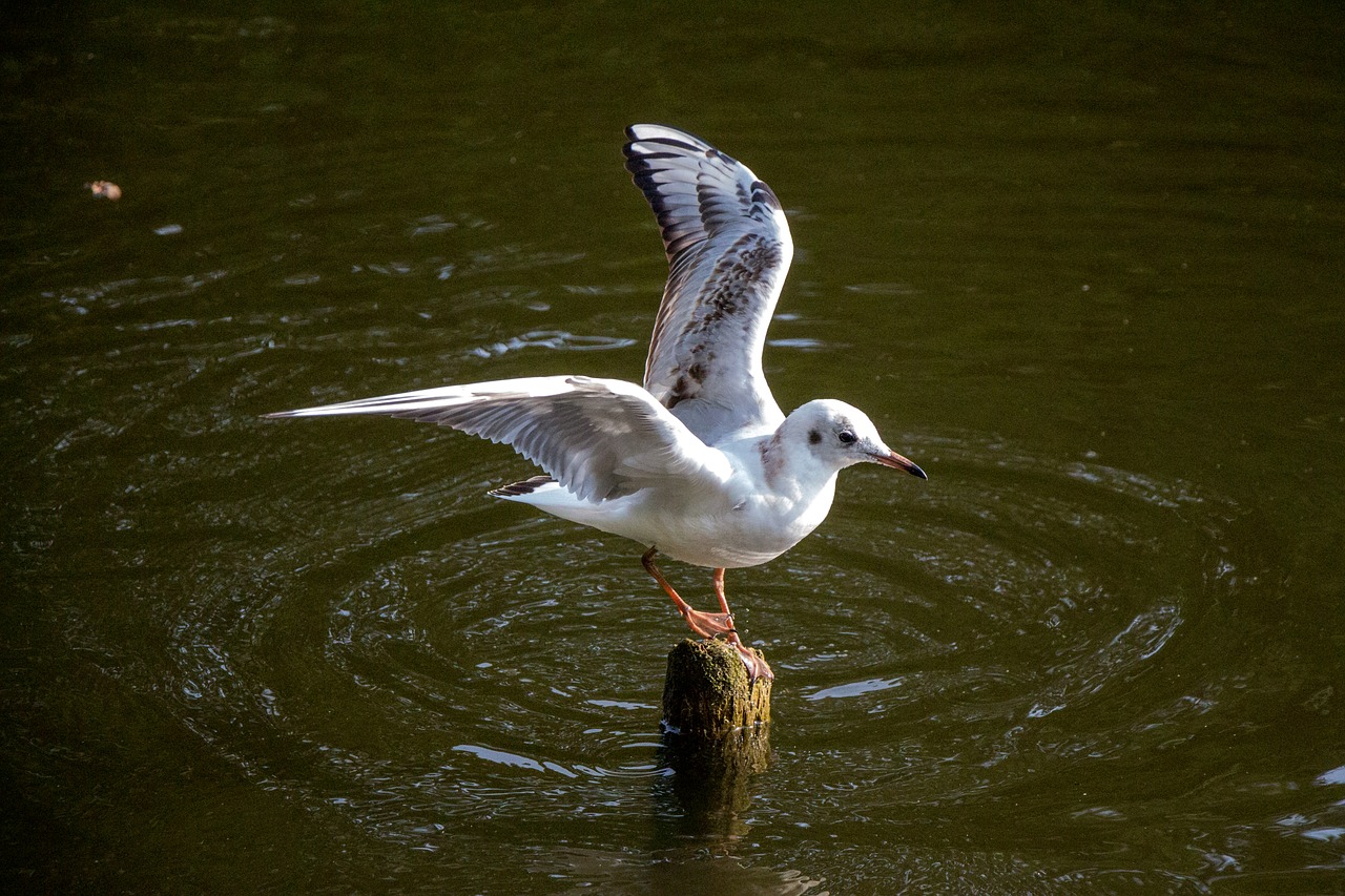 seagull water river free photo