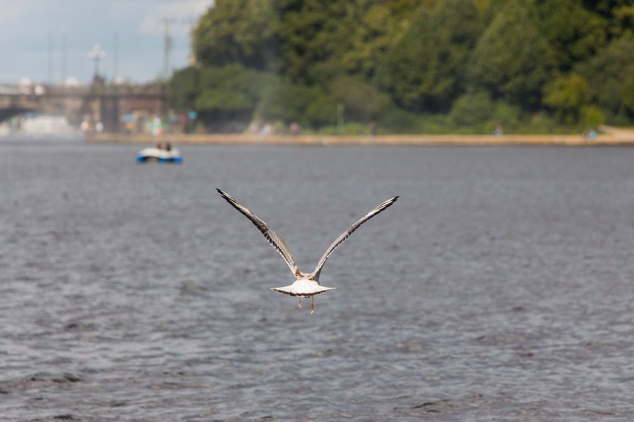 seagull water river free photo