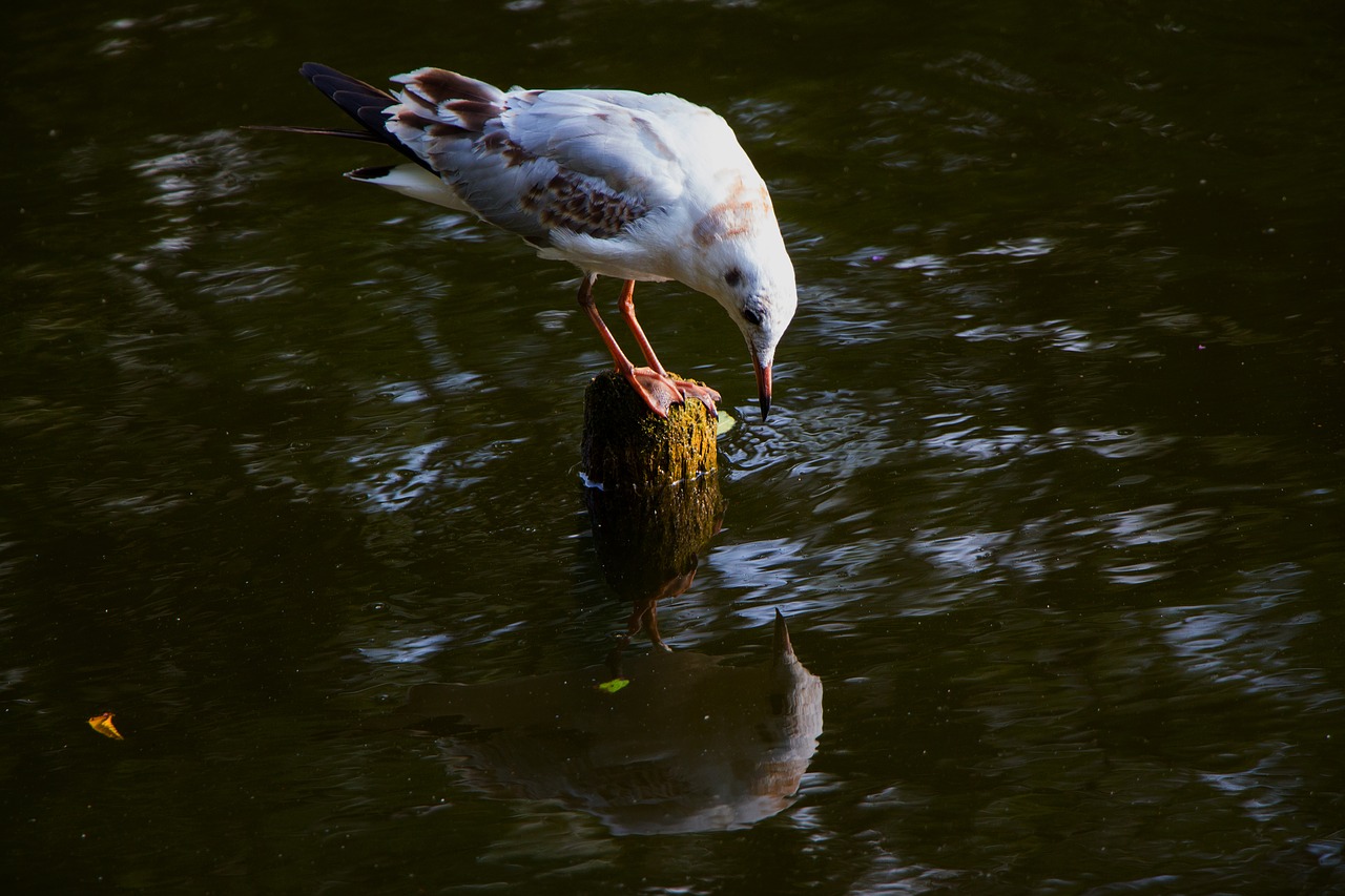 seagull water mirroring free photo
