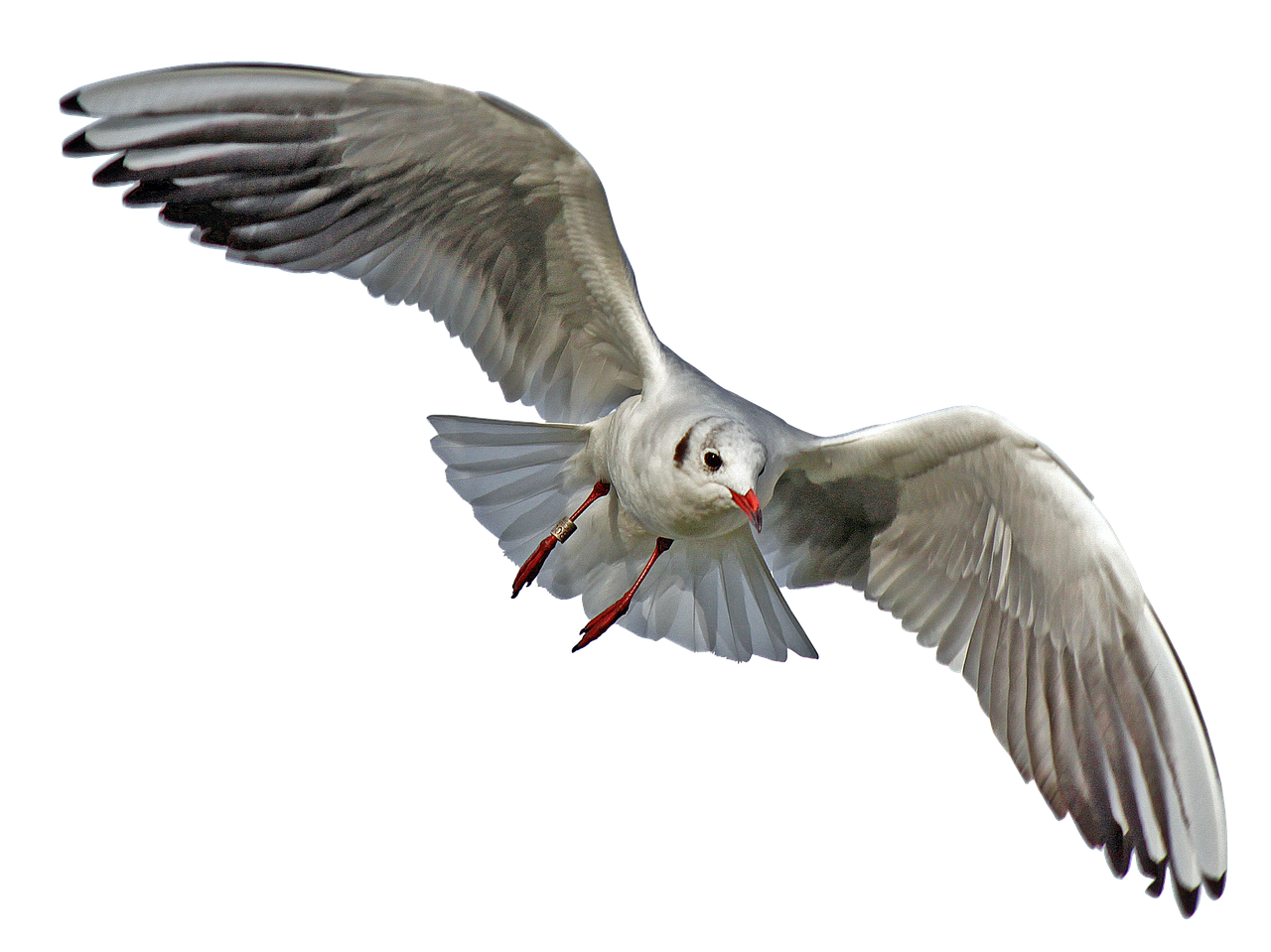 seagull bird flight free photo