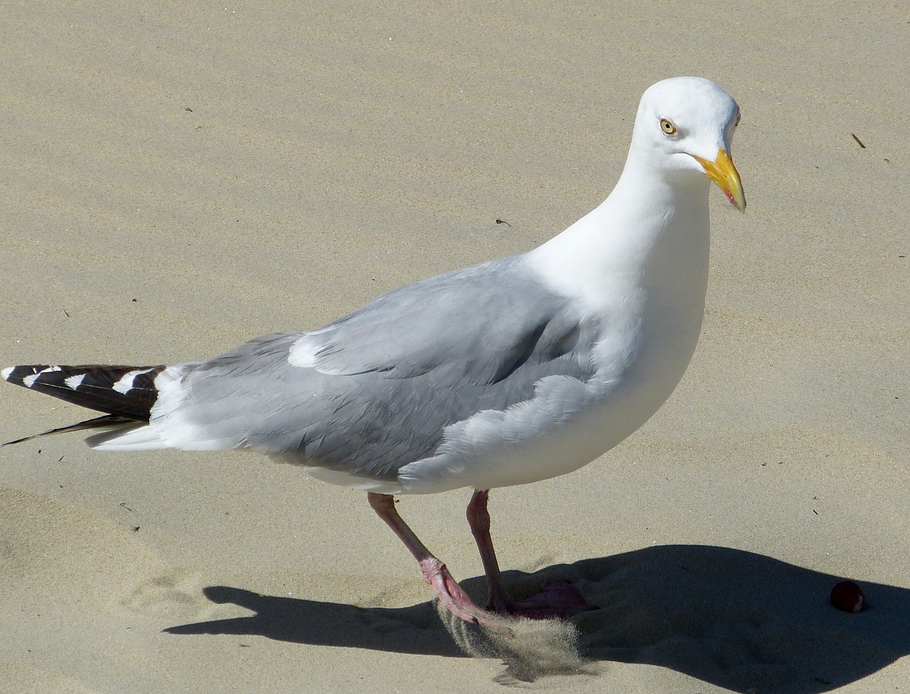 seagull seevogel coast free photo