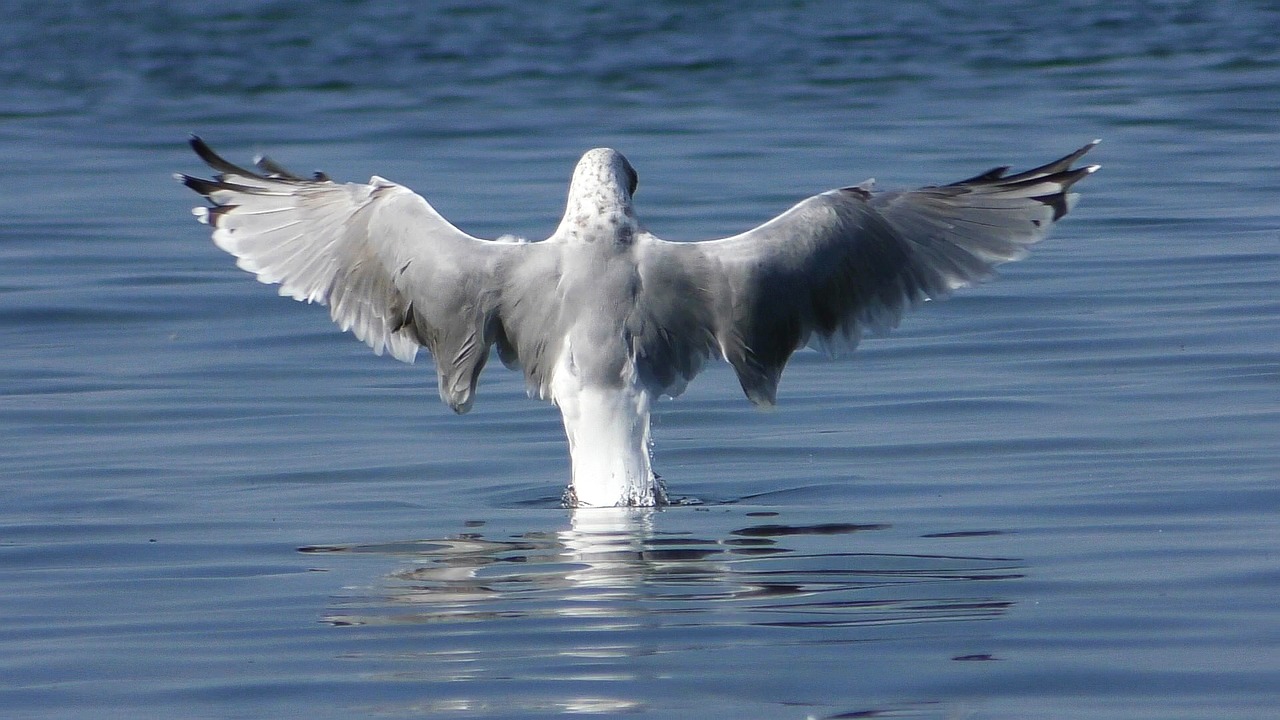 seagull baltic gull wing free photo