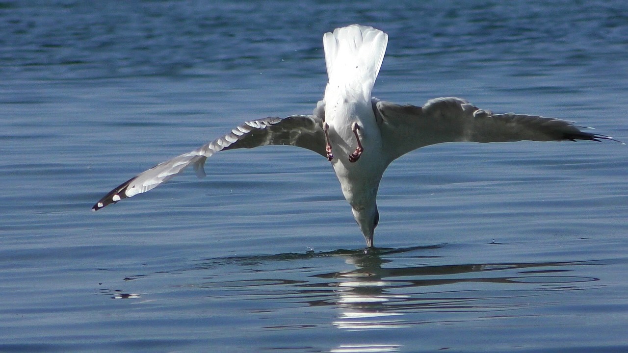 seagull nosedive baltic gull free photo
