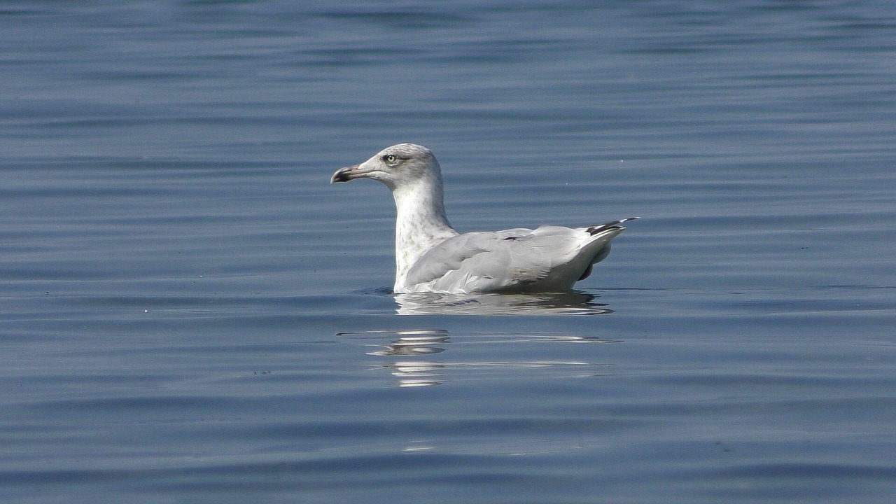 seagull nosedive baltic gull free photo