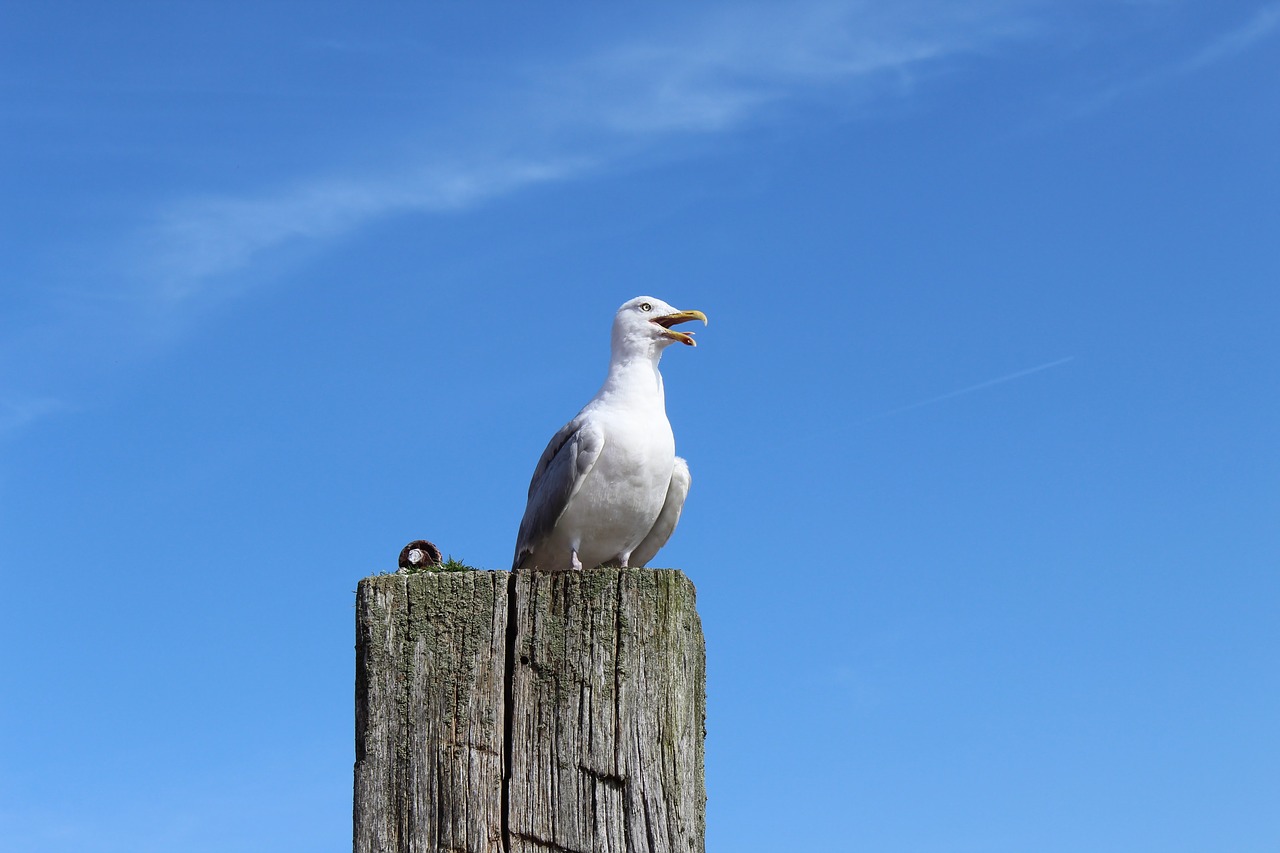 seagull north sea bird free photo