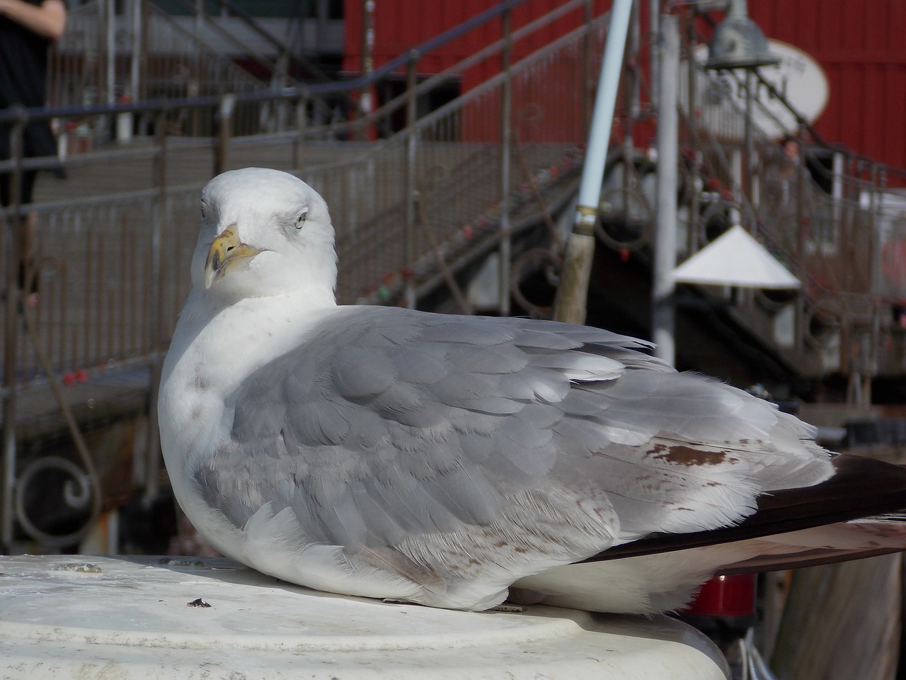 seagull port bird free photo