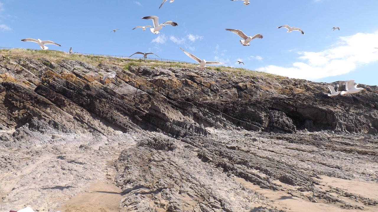 seagull ocean beach free photo