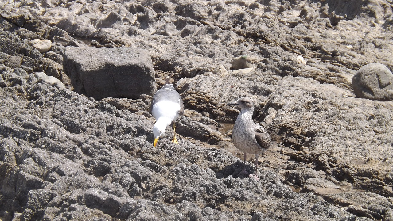 seagull rocks nature free photo