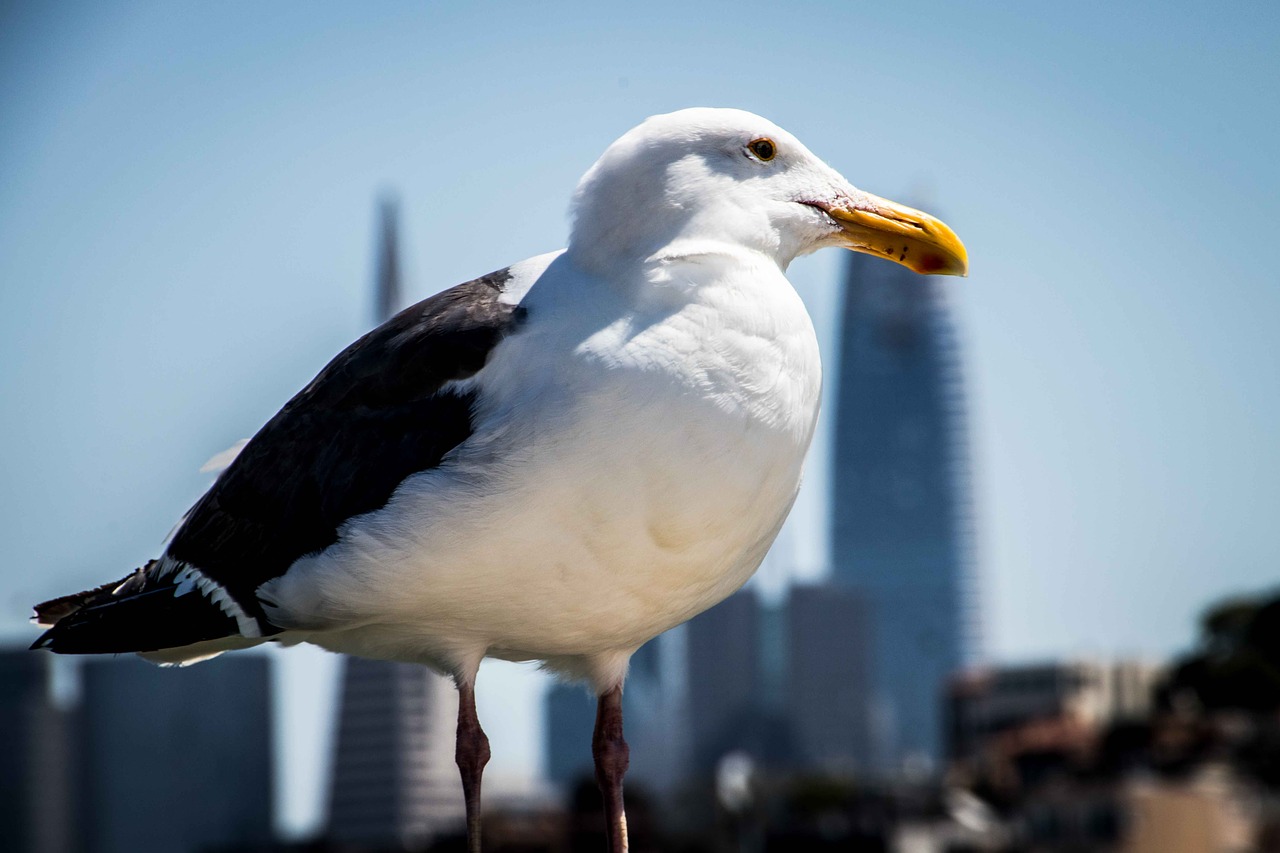 seagull bird close free photo