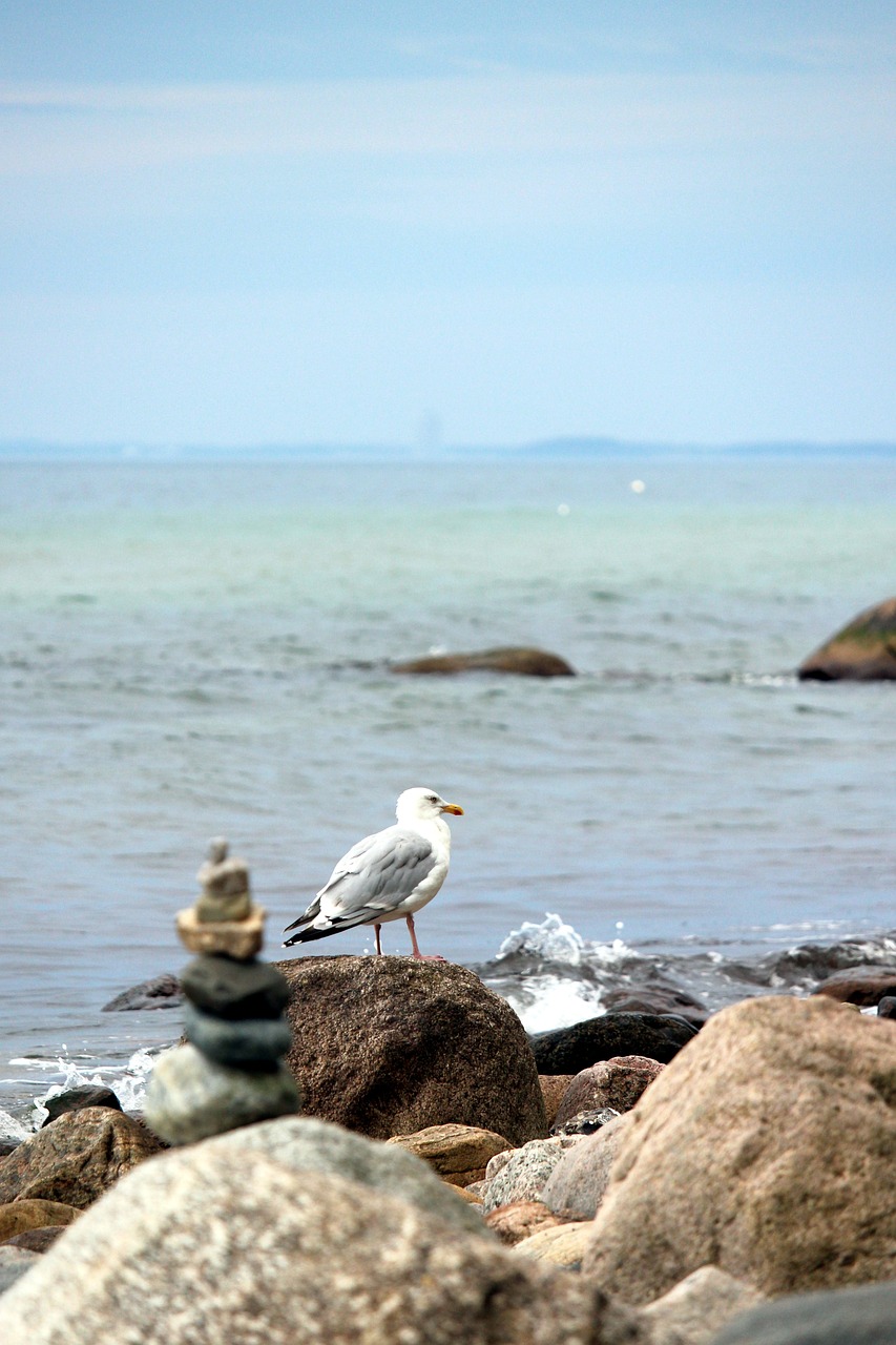 seagull baltic sea seagull on the beach free photo