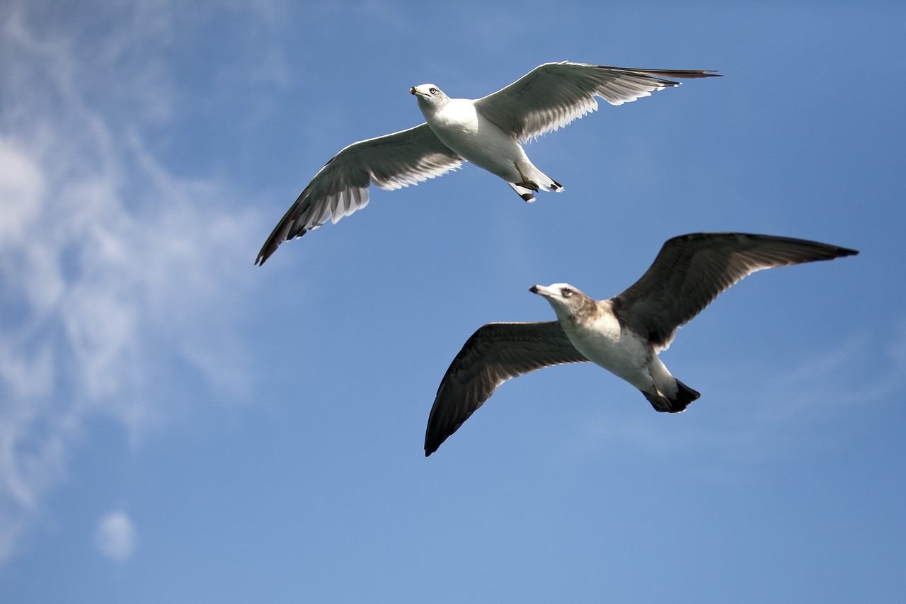 seagull sea birds new free photo