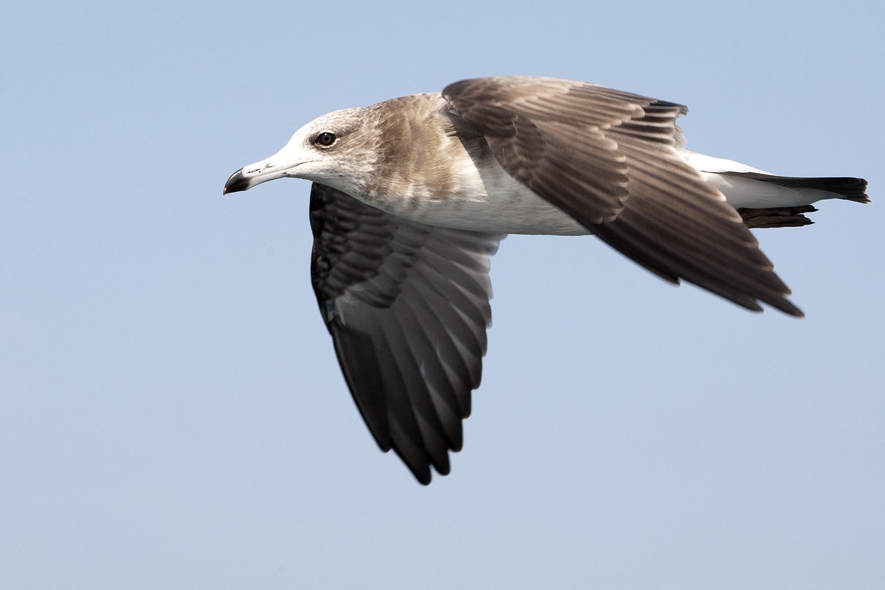 seagull sea birds new free photo