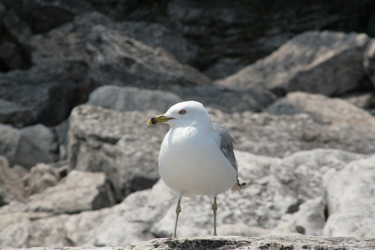 seagull stand bird free photo