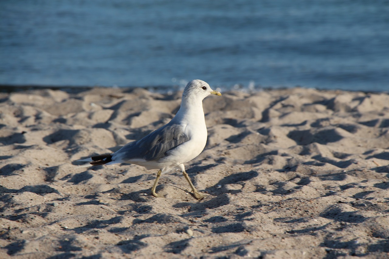seagull beach ocean free photo