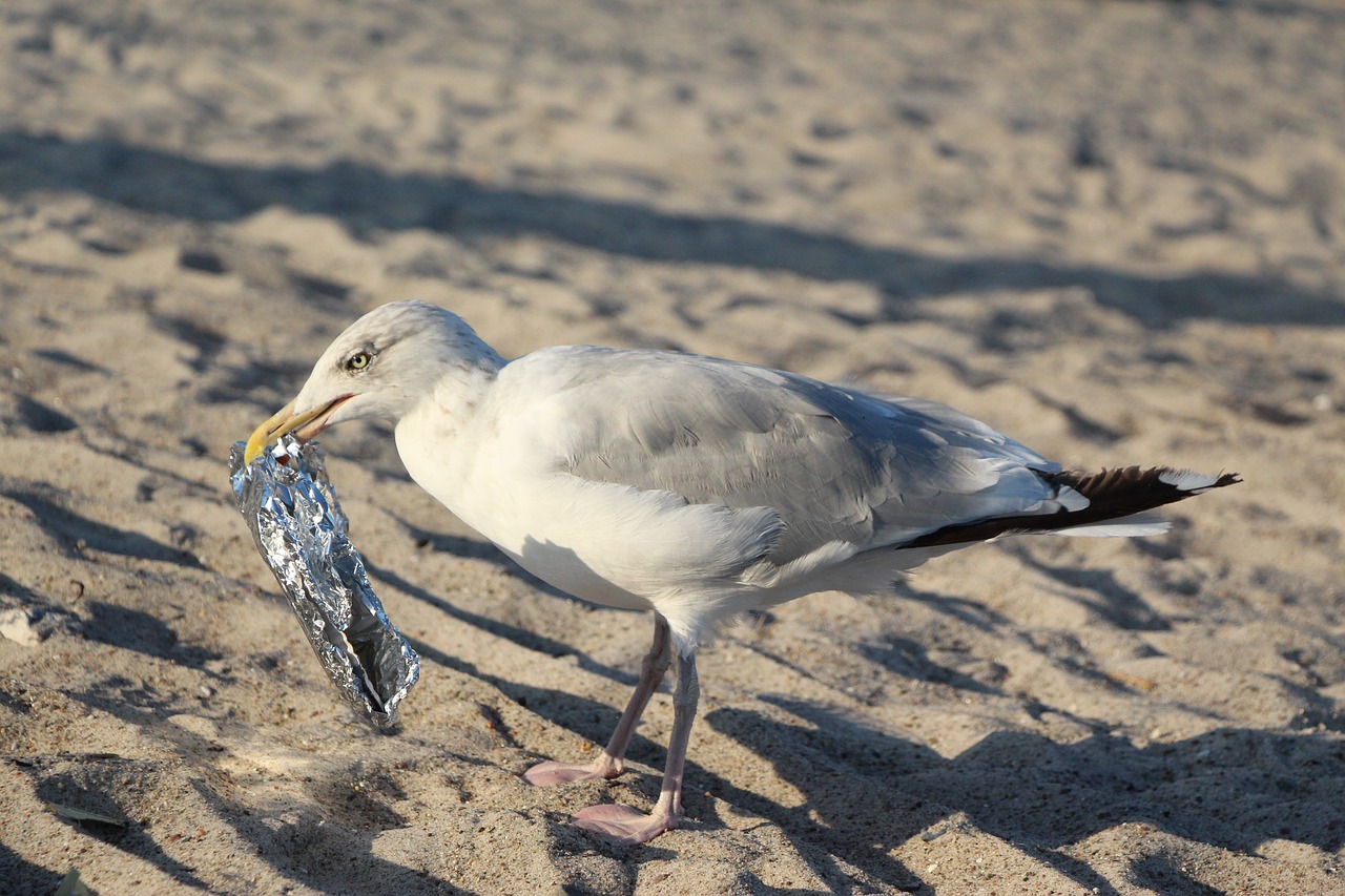 seagull beach ocean free photo