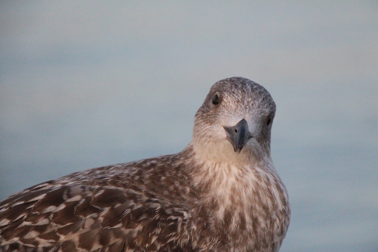 seagull beach ocean free photo