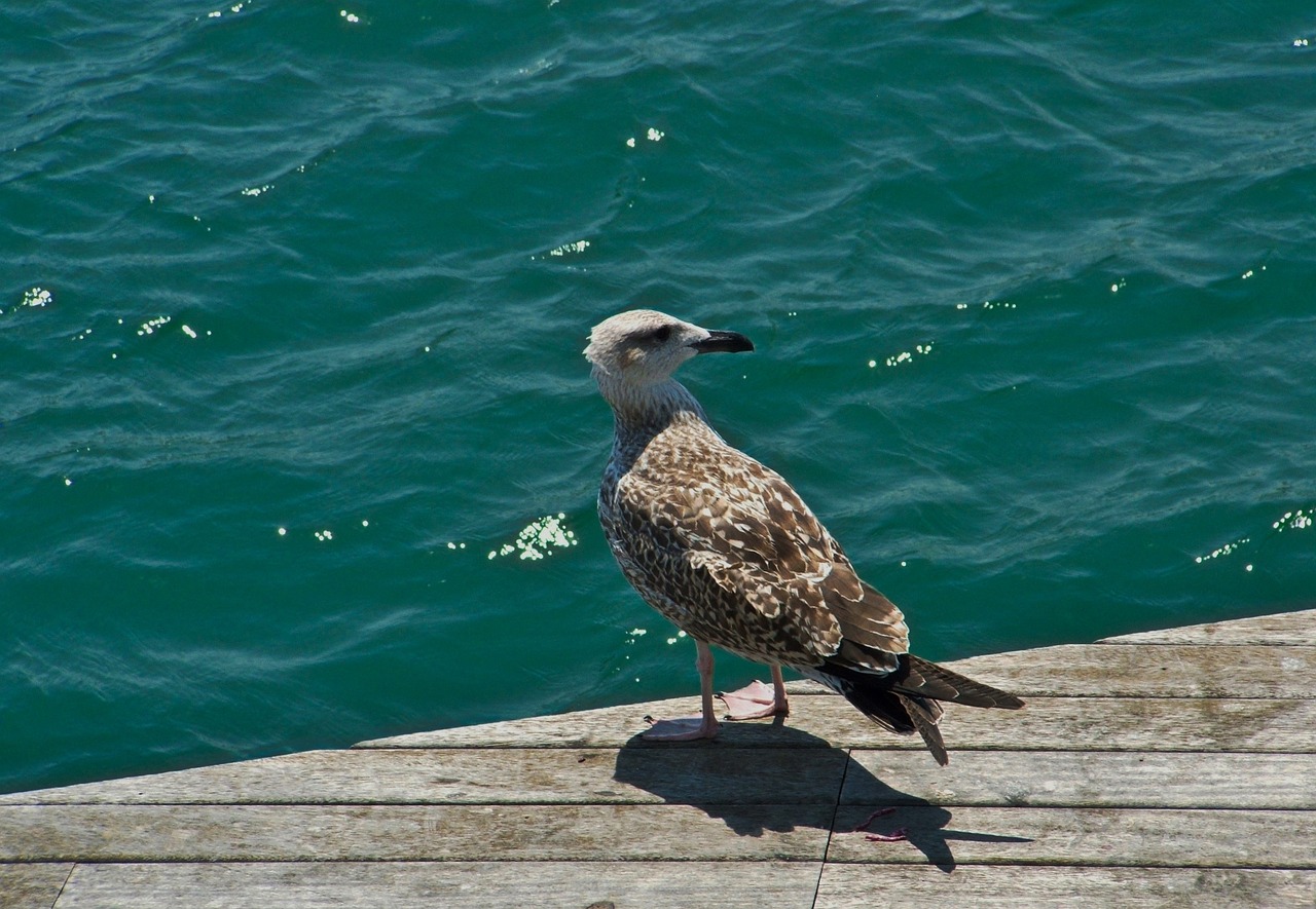 seagull gull bird free photo