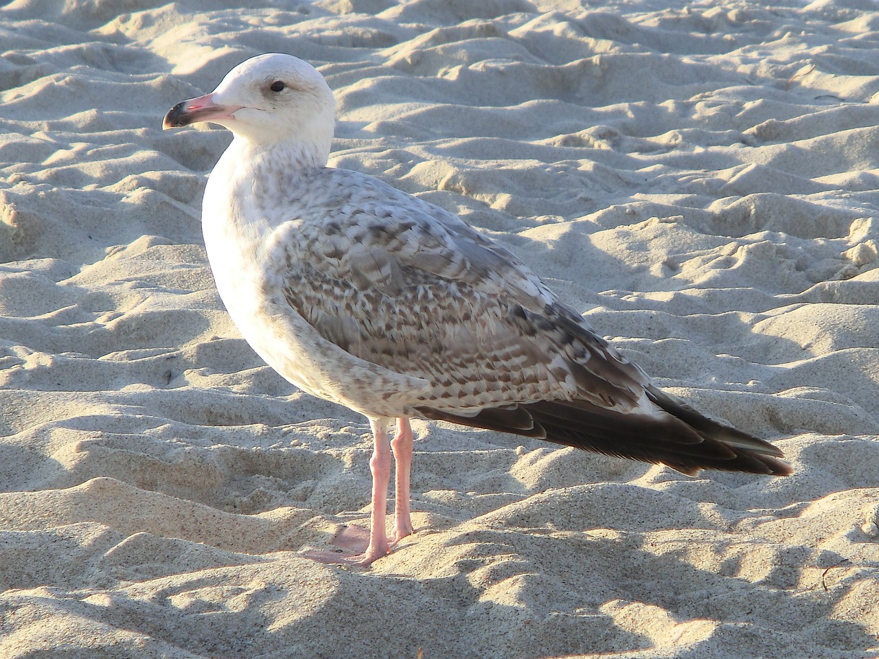 seagull close birds free photo