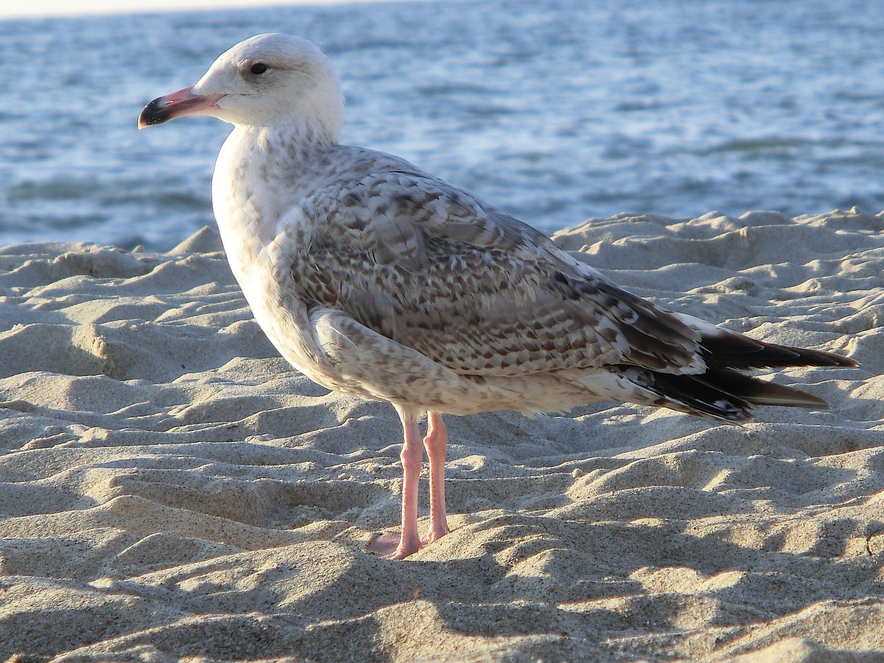 seagull sea animal free photo