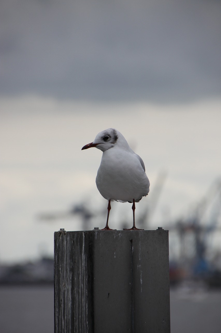 seagull hamburg port free photo