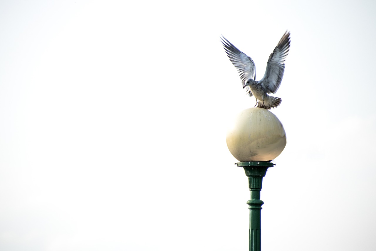 seagull coast bird free photo