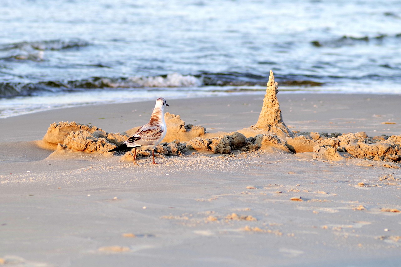 seagull white bird free photo