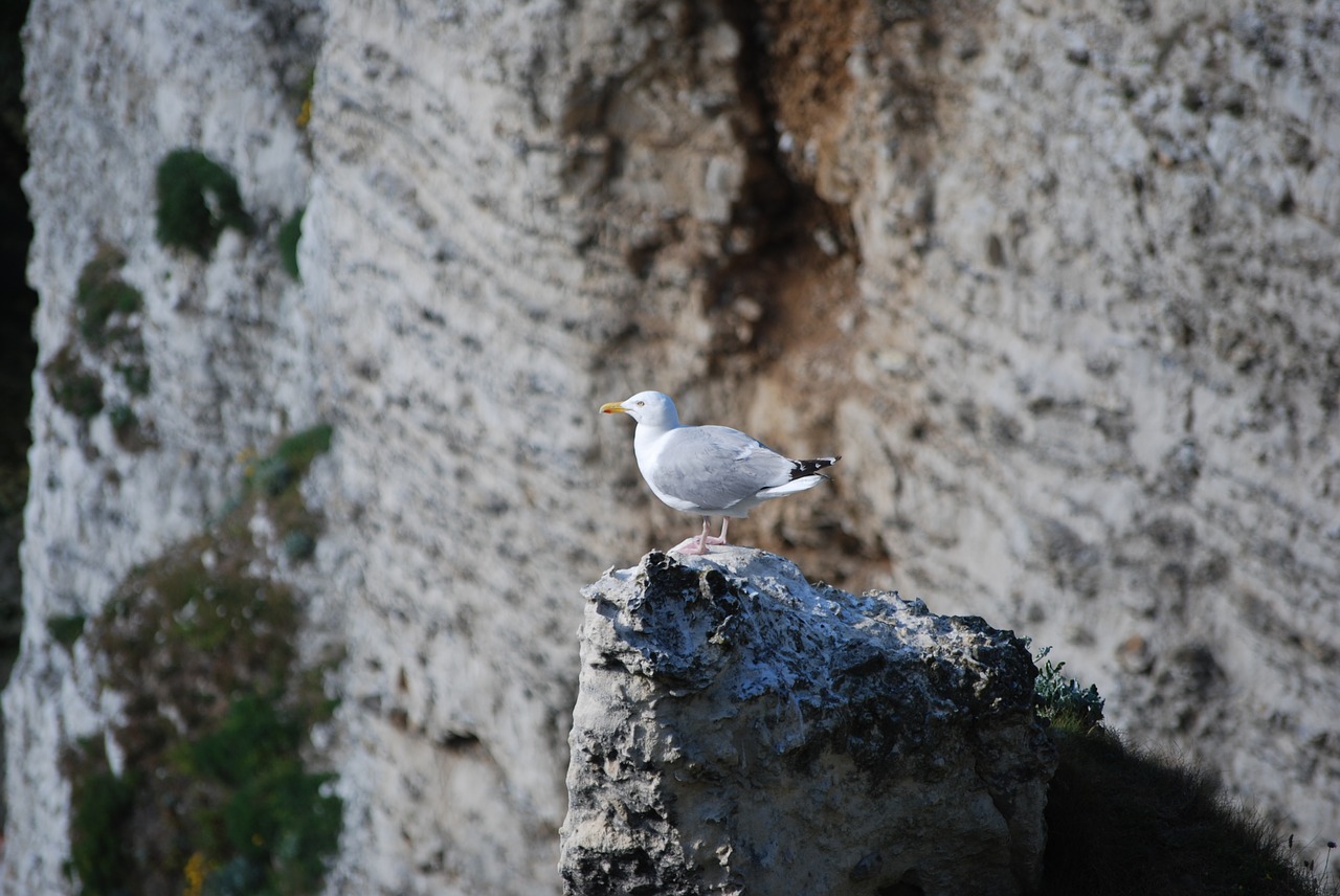 seagull sea bird free photo