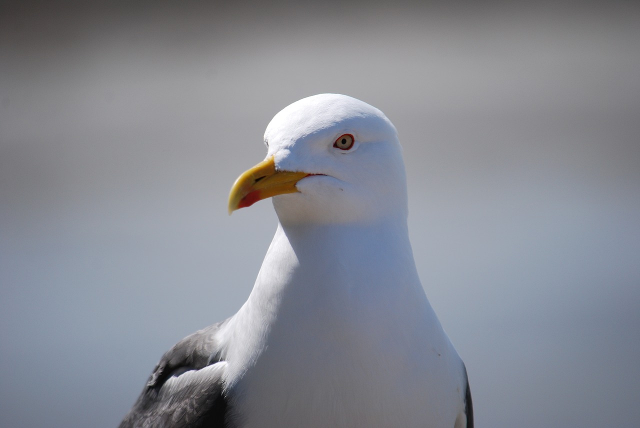 seagull animals gull free photo