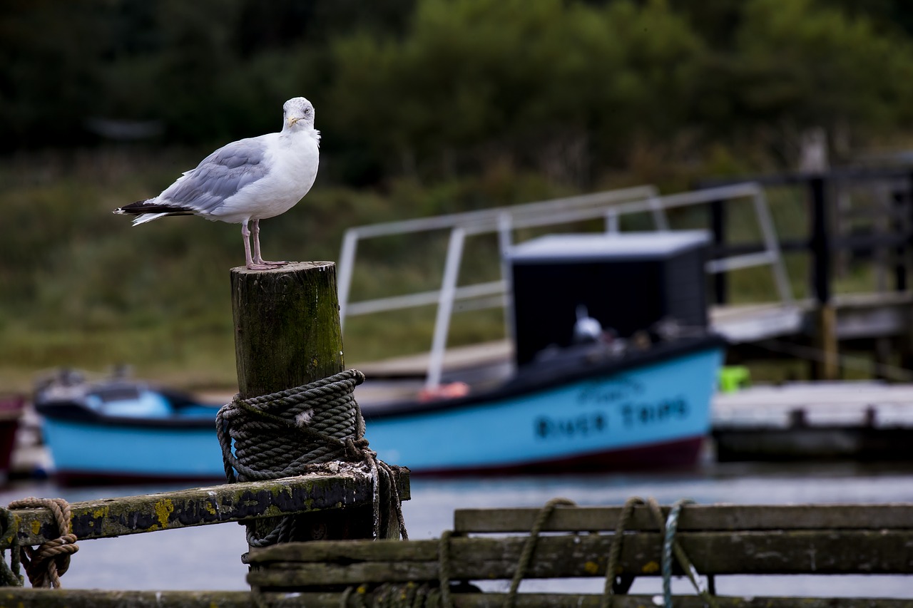 seagull post and rail river estuary free photo