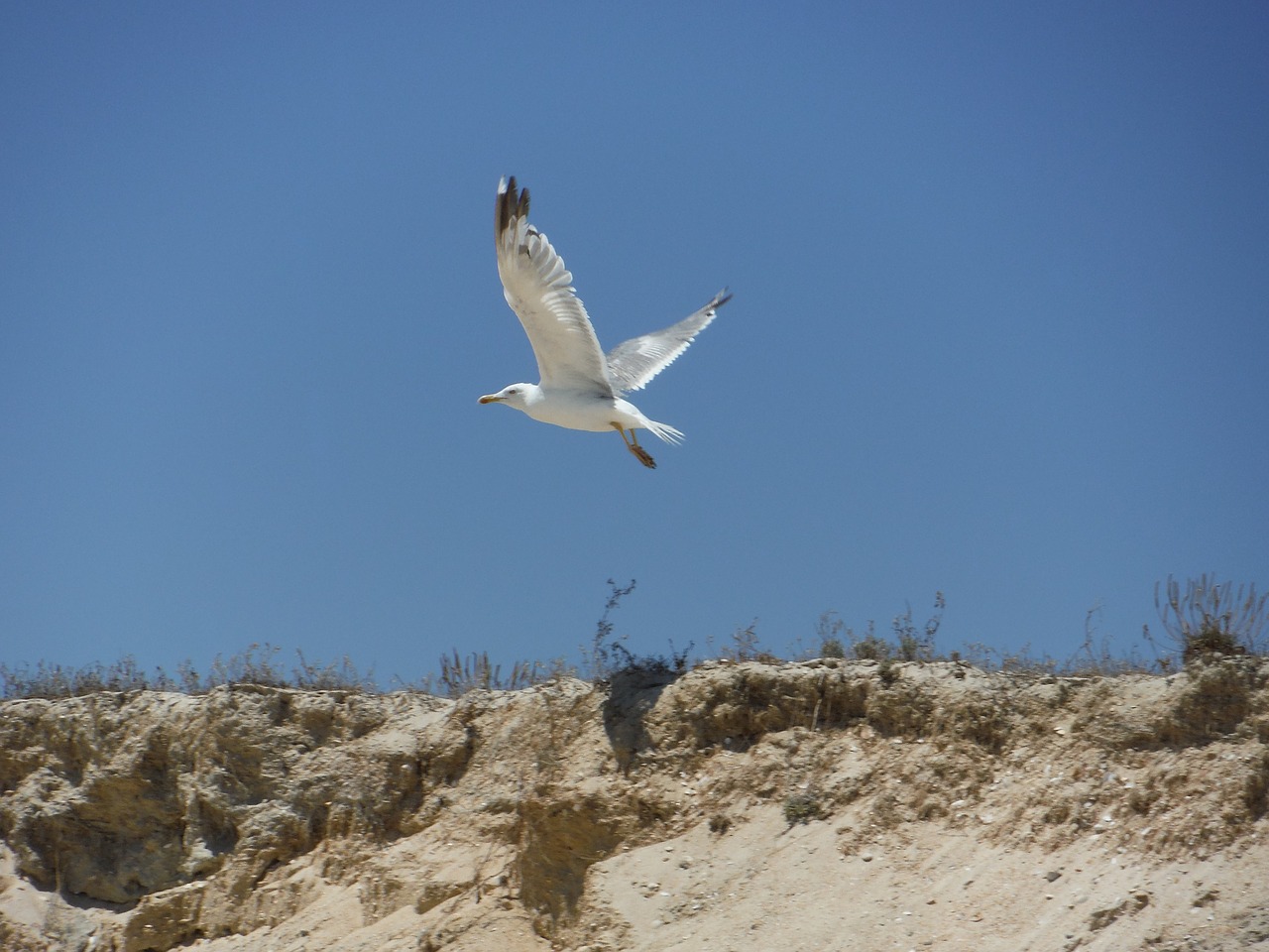 seagull bird beach free photo