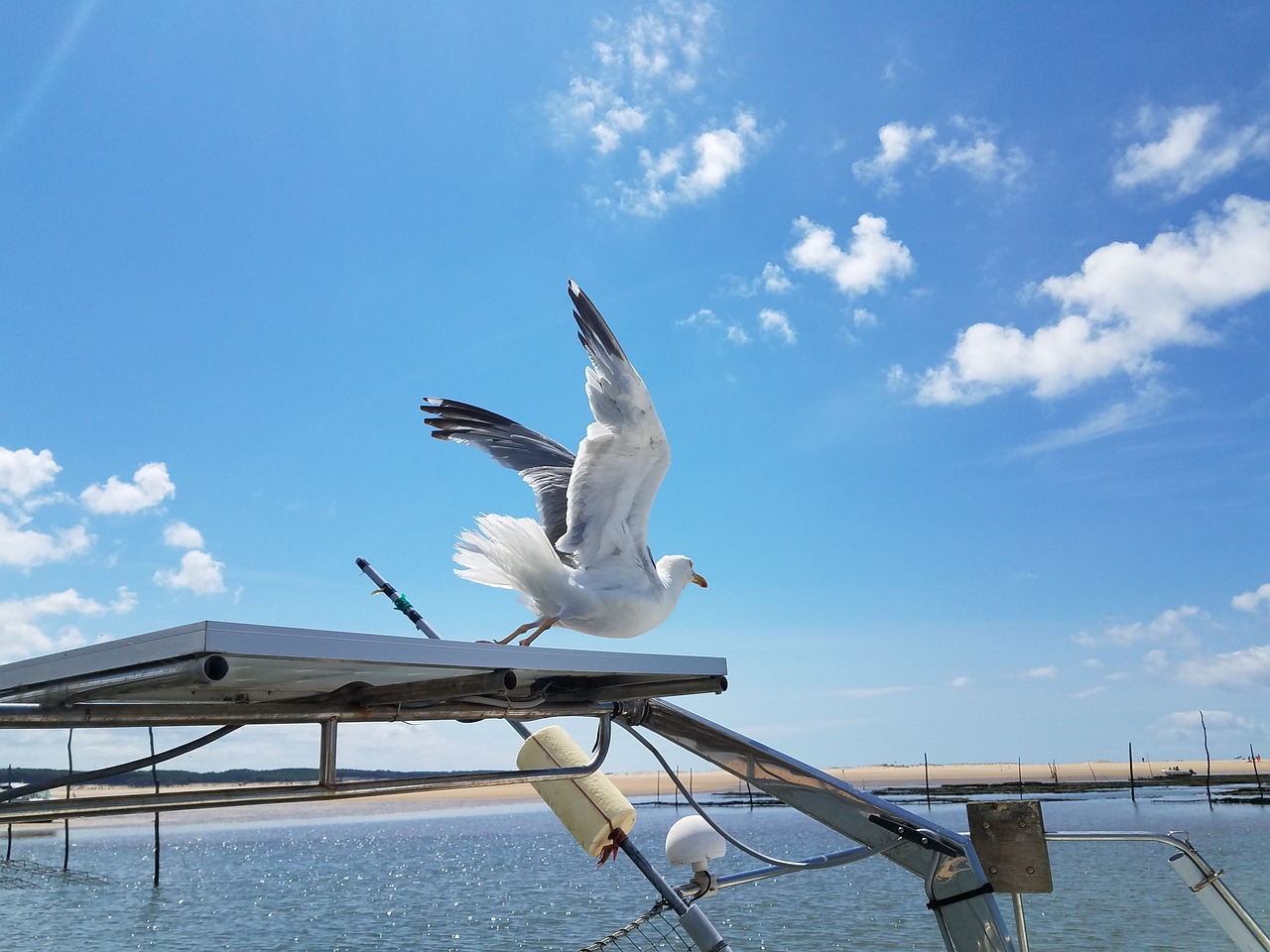 seagull blue sky sea free photo