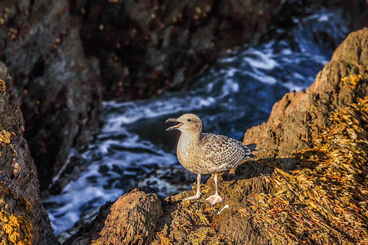 seagull ocean rocks free photo