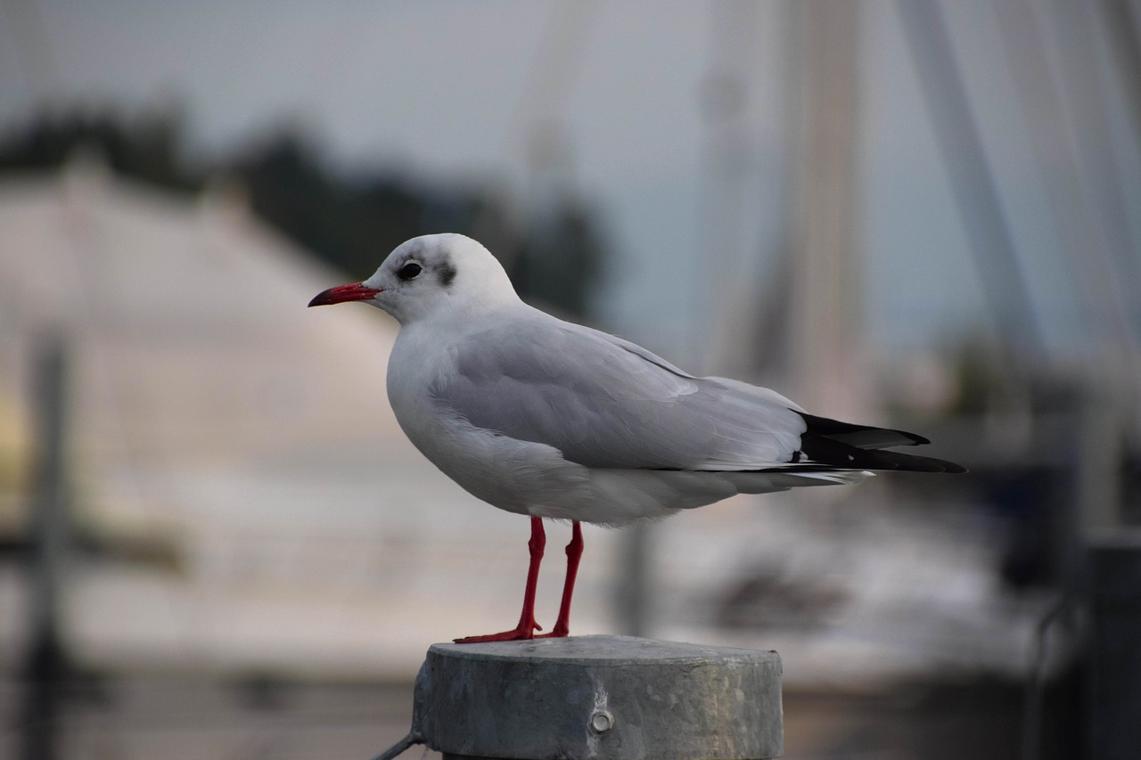 seagull nature bird free photo