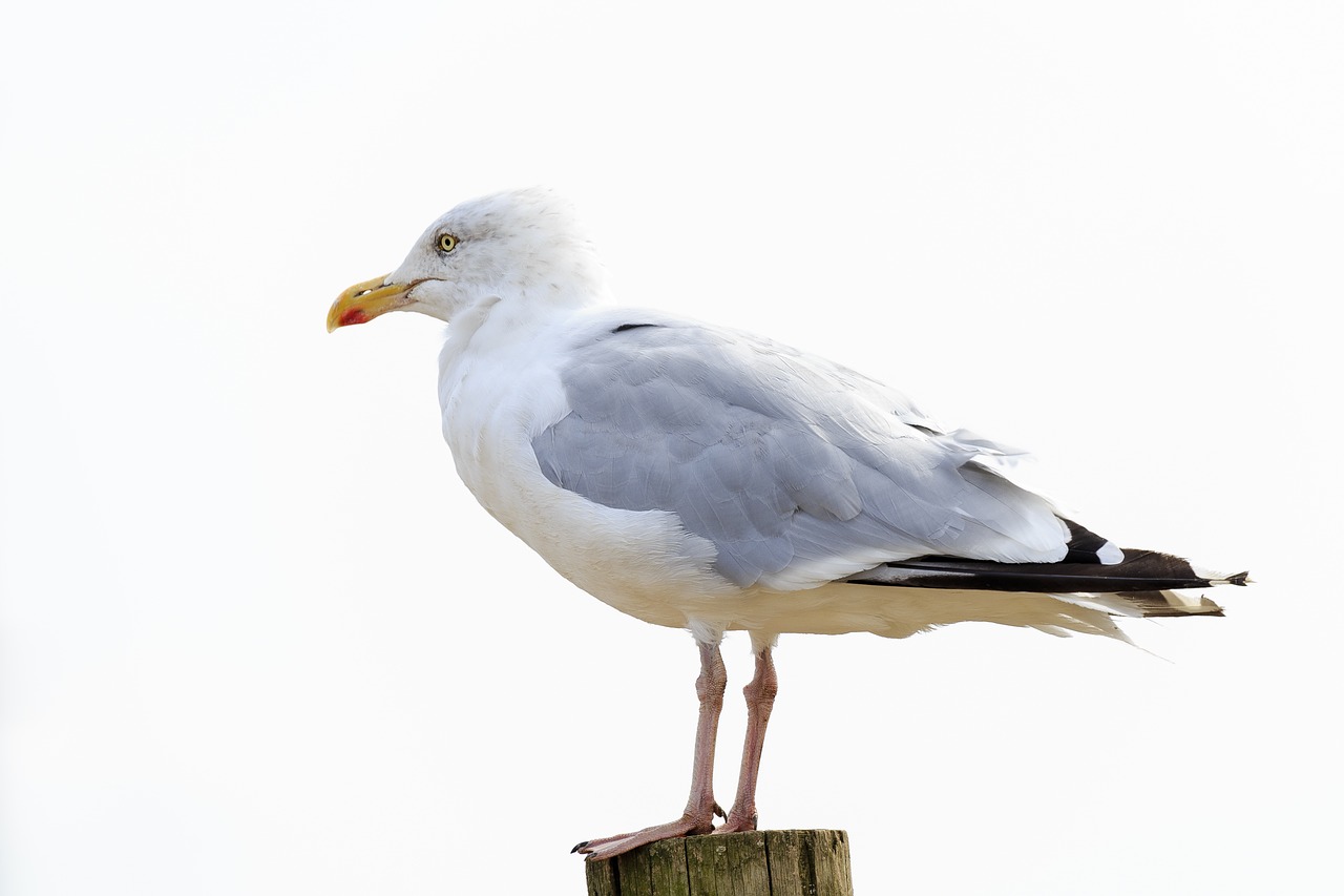 seagull bird perched free photo